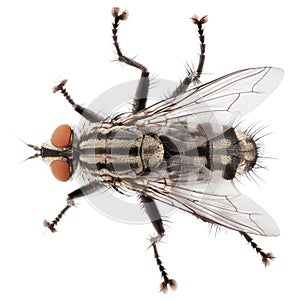 Top view of house fly isolated on white background