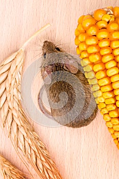 Top view of house mouse (Mus musculus) along seeds