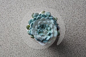 Top view of the house plant Echeveria Bristly on a gray stone background