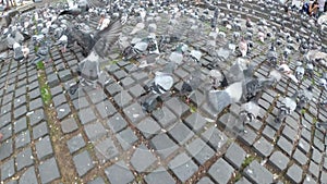 Top view of Huge Flock of Pigeons in the City Street