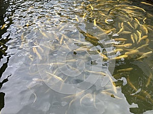 Top view of a huge shoal of golden rainbow trouts (Oncorhynchus mykiss) circling around in pond in a fish farm. top view photo