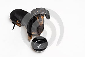 Top view on hungry dog dachshund, black and tan, waiting and looks up to have his bowl filled food isolated on gray background