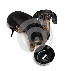 Top view on hungry dog dachshund, black and tan, waiting and looks up to have his bowl filled food isolated on white background