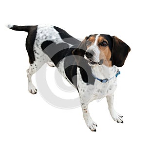 Top view of a hunt dog isolated on white.