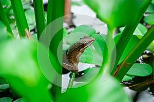 hylarana chalconota resting on pond