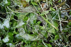 Top view of Ice crystals on green grass close up, Nature background,