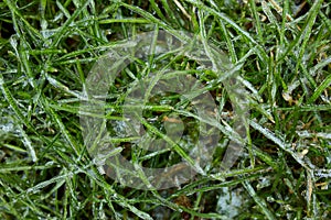 Top view of Ice crystals on green grass close up, Nature background,
