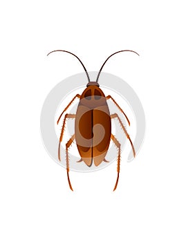 Top view illustration on cockroach cartoon domestic insect pest design vector illustration isolated on white background