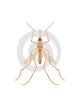 Top view illustration on mosquito cartoon bloodsucking insect design vector illustration isolated on white background