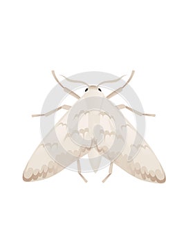 Top view illustration on moth cartoon insect butterfly design vector illustration isolated on white background