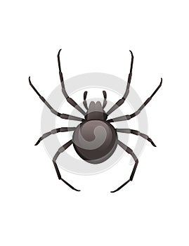 Top view illustration on spider cartoon insect black spider design vector illustration isolated on white background