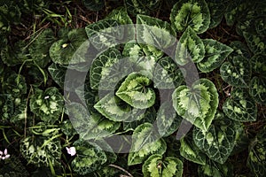 top view image of green leaves pattern