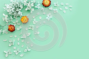 Top view image of Helichrysum bracteatum and Hydrangea dry flowers over mint background .Flat lay