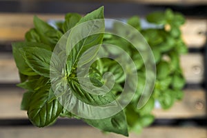 Top view image of lush basil oloroso plant to accompany photo