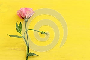 Top view image of pink rose flowers composition over wooden yellow background .Flat lay