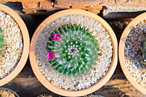 Top view image of of succulent cactus plants