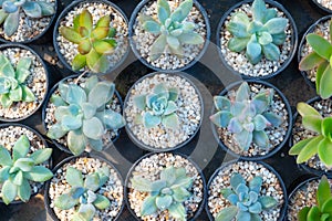 Top view image of of succulent cactus plants