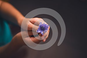 Top view of innocent hands of a child holding a beautiful delicate purple flower