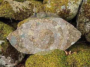 Top view of an interesting texture of a rock covered with moss in a forest