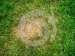 Top view of isolated dead brown spot in green garden lawn grass after excessive spray chemical or fertilizer overuse