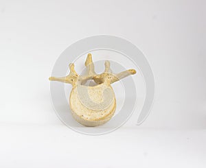 Top view of isolated human lumbar vertebra in white background with space for text