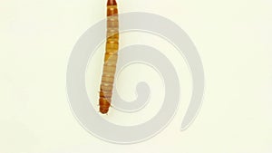 Top view isolated moving worm