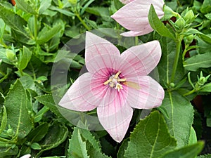 Top view on on isolated pink flower head  platycodon with green leaves