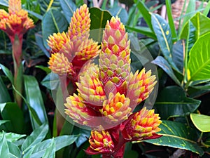Top view on isolated red  yellow flowers guzmania conifera with green leaves photo