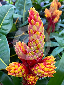 Top view on isolated red  yellow flowers guzmania conifera with green leaves photo