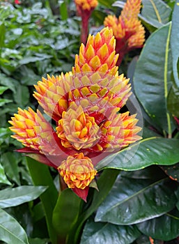 Top view on isolated red  yellow flowers guzmania conifera with green leaves photo