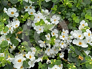 Top view on isolated white yellow solanum rantonnetii flowers in garden center