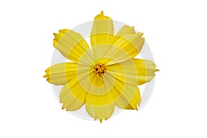 Top view of isolated yellow flower