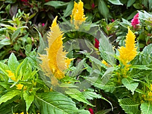 Top view on isolated yellow wool flowers celosia pulmosa with green leaves