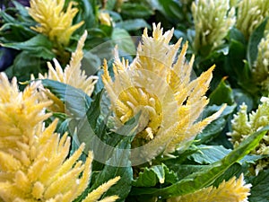 Top view on isolated yellow wool flowers celosia pulmosa with green leaves