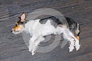 Top view of jack russell terrier dog on wooden floor.