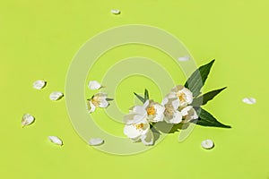 Top view of jasmine white flowers on green background