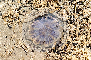 Top view of a jellyfish between coral left from ebb