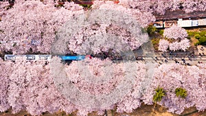 Top view at jinhae cherry blossom,Busan City,South Korea