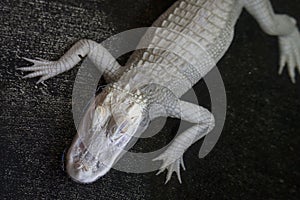 Top View Of A Juvenile Albino Alligator