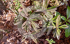 Top view on Kalanchoe Delagoensis. The plant is also know as Mother of Millions, Devil`s Backbone and Chandlier Plant