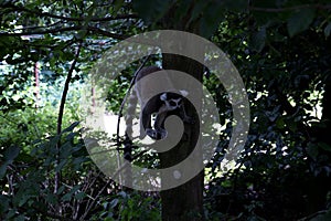 Top view of a katta in a tree in a zoo in germany