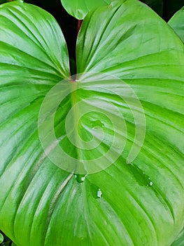 Top view King of Heart, green tree as a background. Abstract leaves texture.