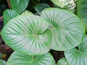 Top view King of Heart, green tree as a background, nature wallpaper concept.