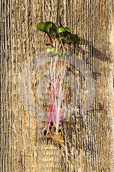 Top view of kohlrabi sprouts on wooden background