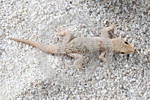 Top view of Kotschy`s gecko, mediodactylus kotschyi