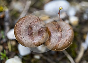 Top view of Lactarius quietus mushroom photo