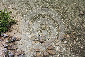 Top view on lake bohinj, view on lots of squalius fish