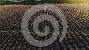 Top view of landscape with lavender field. Shot. Soft sunlight falls on purple field of lavender bushes. Farm fields of