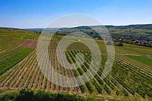 Landscape with vineyards near Ingelheim / Germany