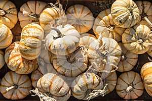 Top View Of A Large Pile Of Small Pump Ke Mon Pumpkins In Rustic Wagon On Farm